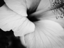 Blomma i svartvit =)